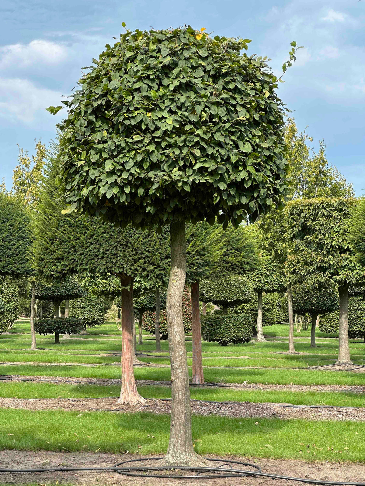 CB TOPIARY #118
