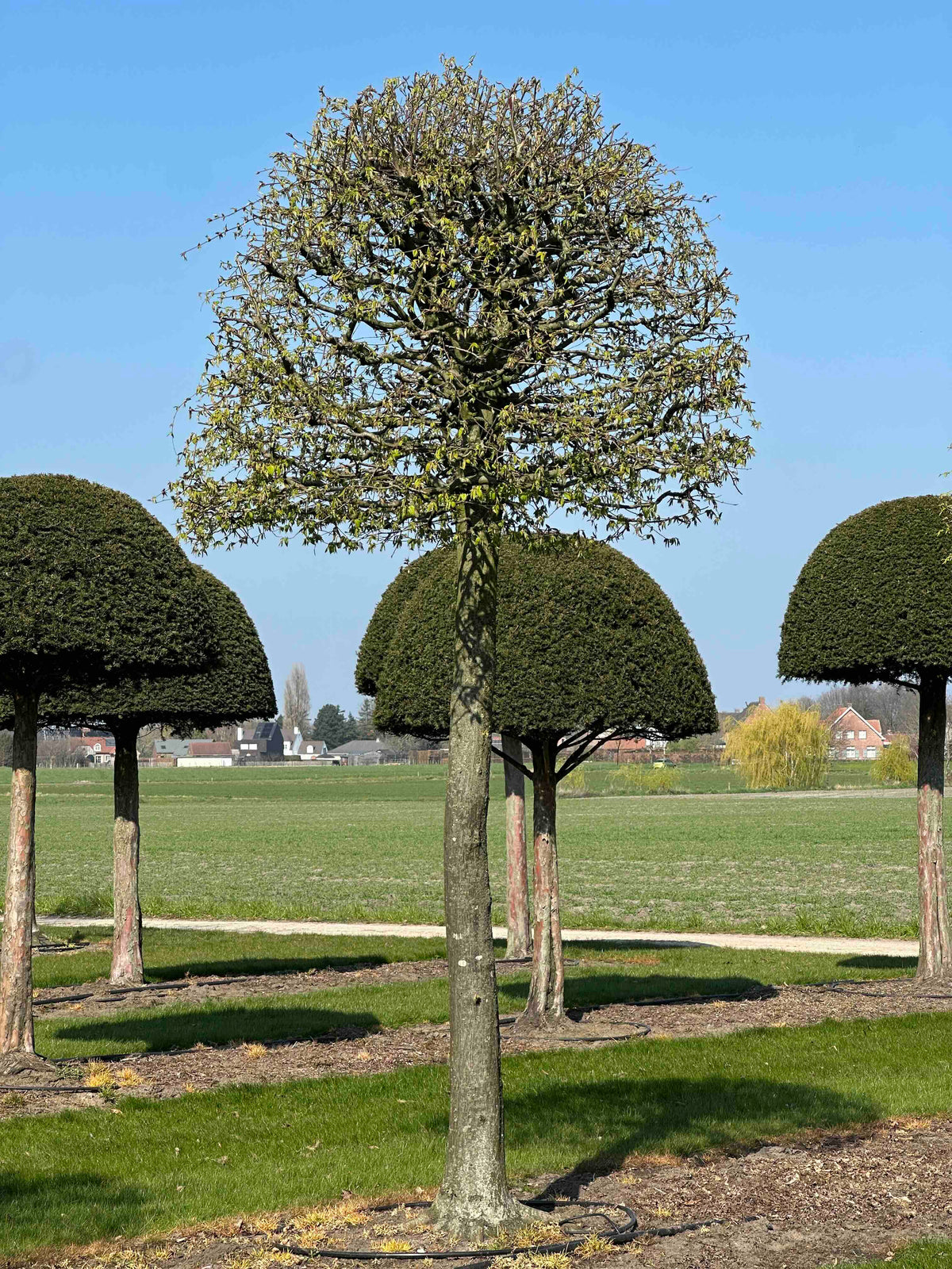 CB TOPIARY #118