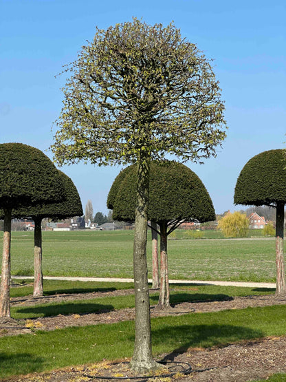CB TOPIARY #118