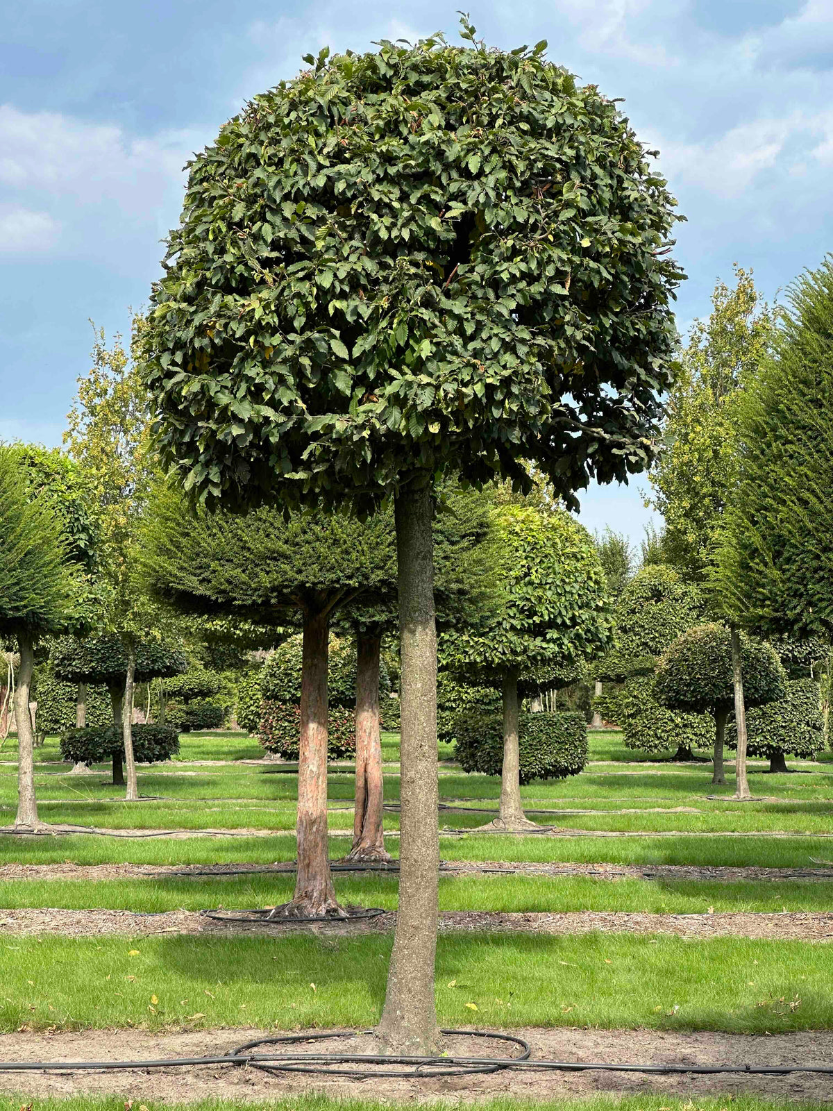 CB TOPIARY #119