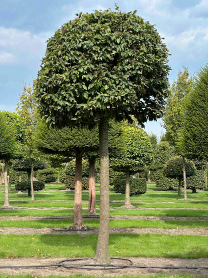 CB TOPIARY #119