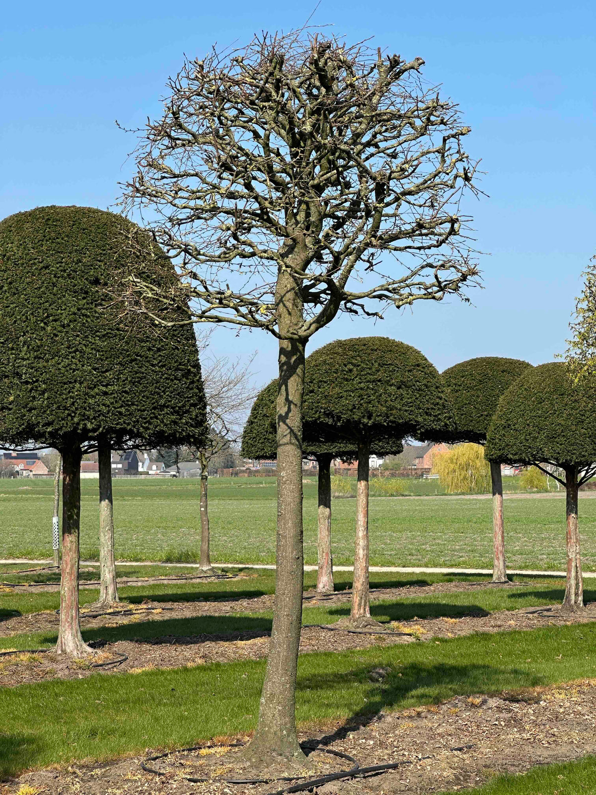 CB TOPIARY #119
