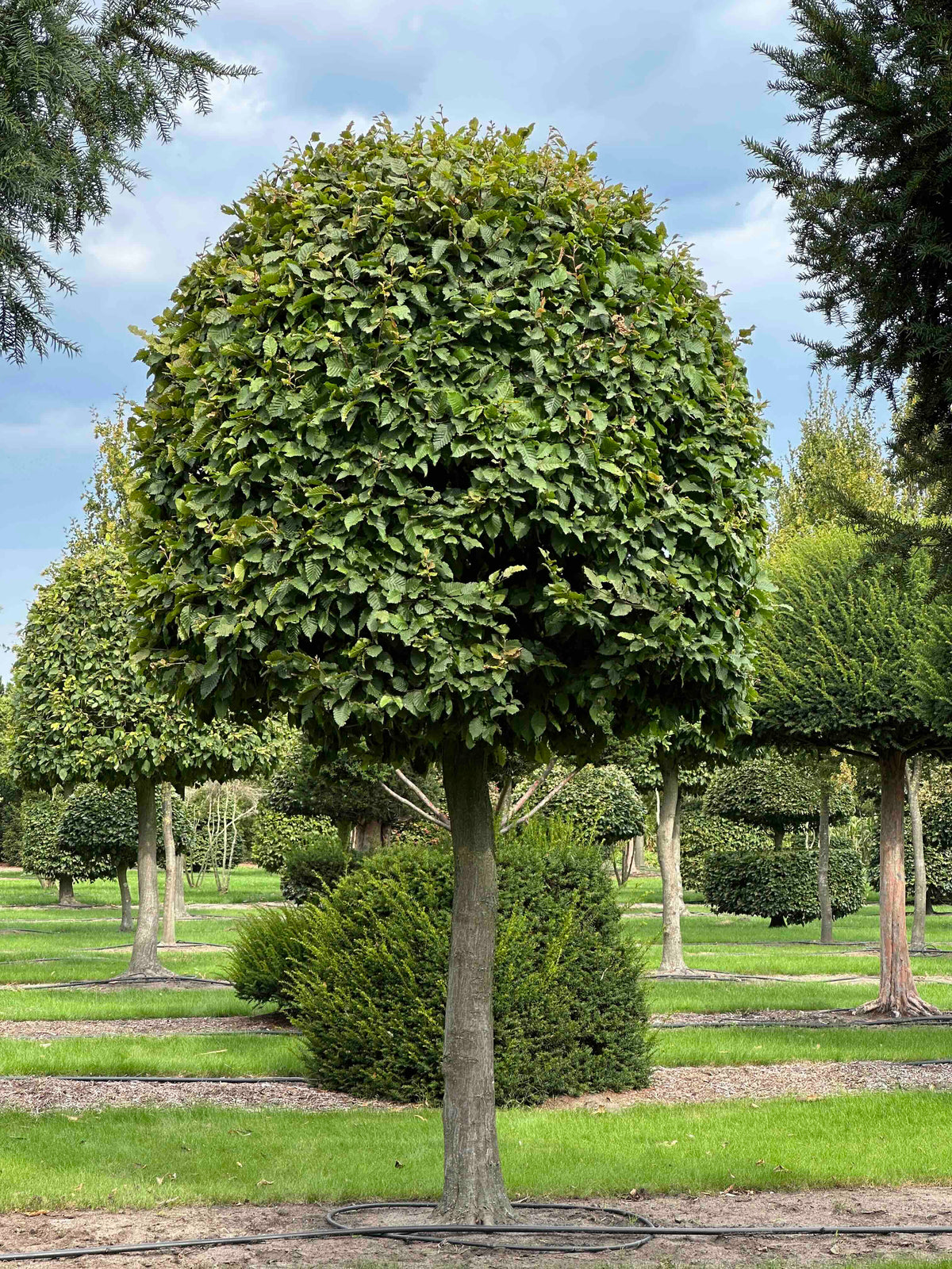 CB TOPIARY #121
