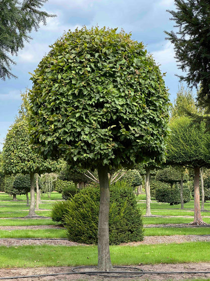 CB TOPIARY #121