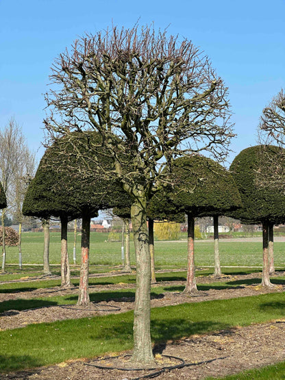 CB TOPIARY #121