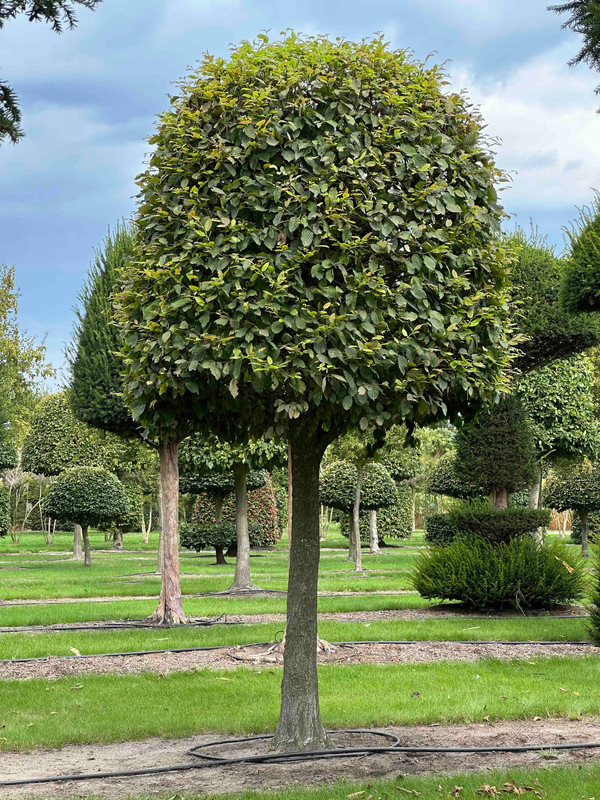 CB TOPIARY #122