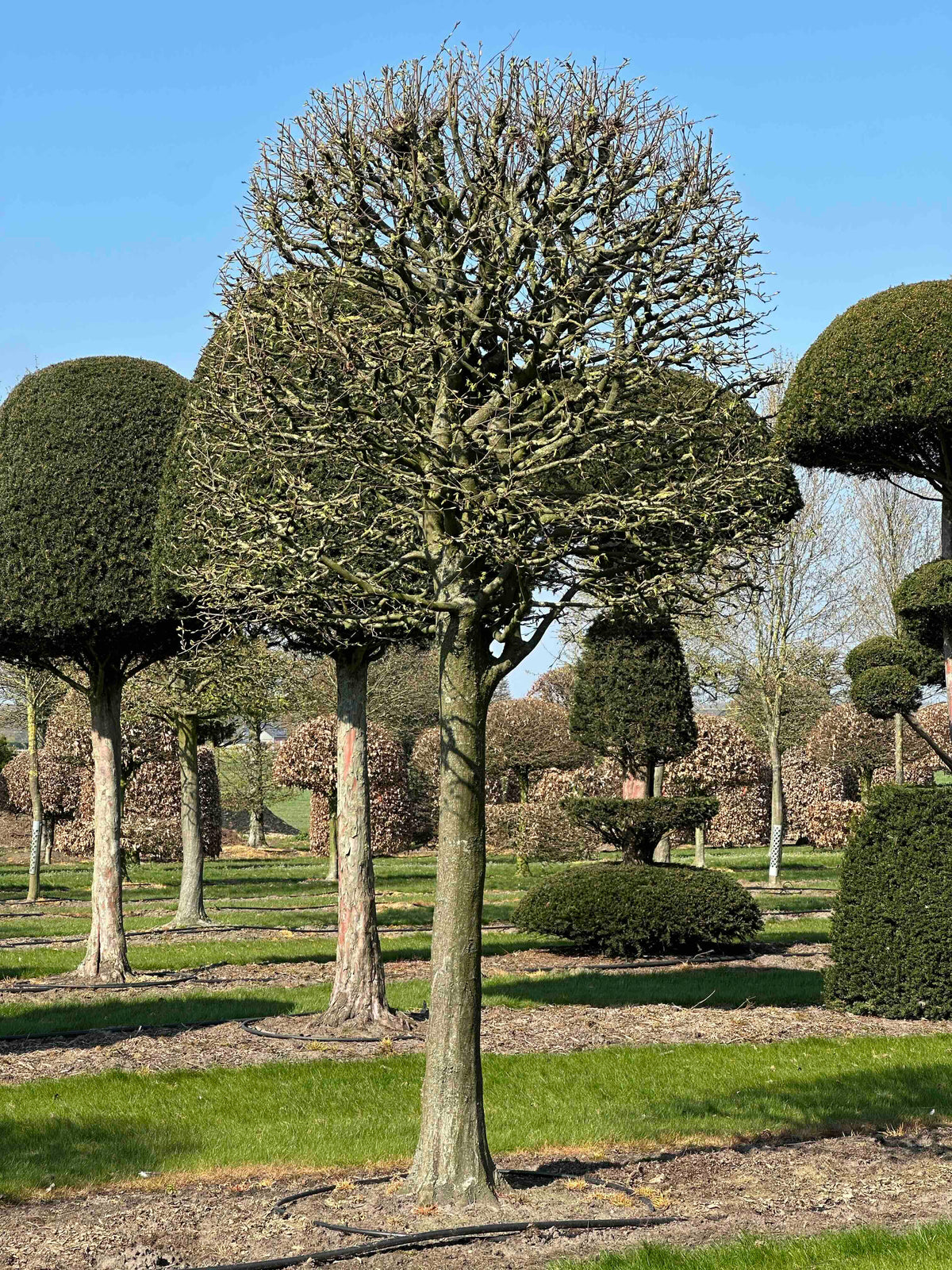 CB TOPIARY #122