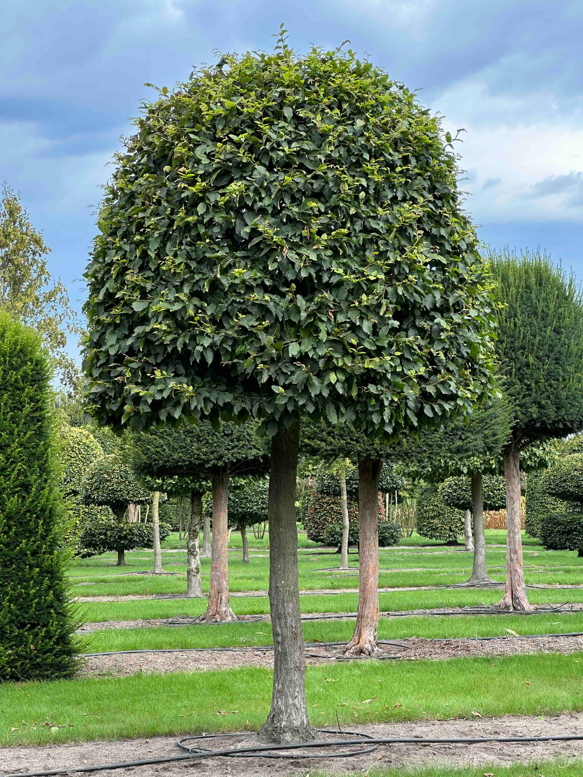 CB TOPIARY #123