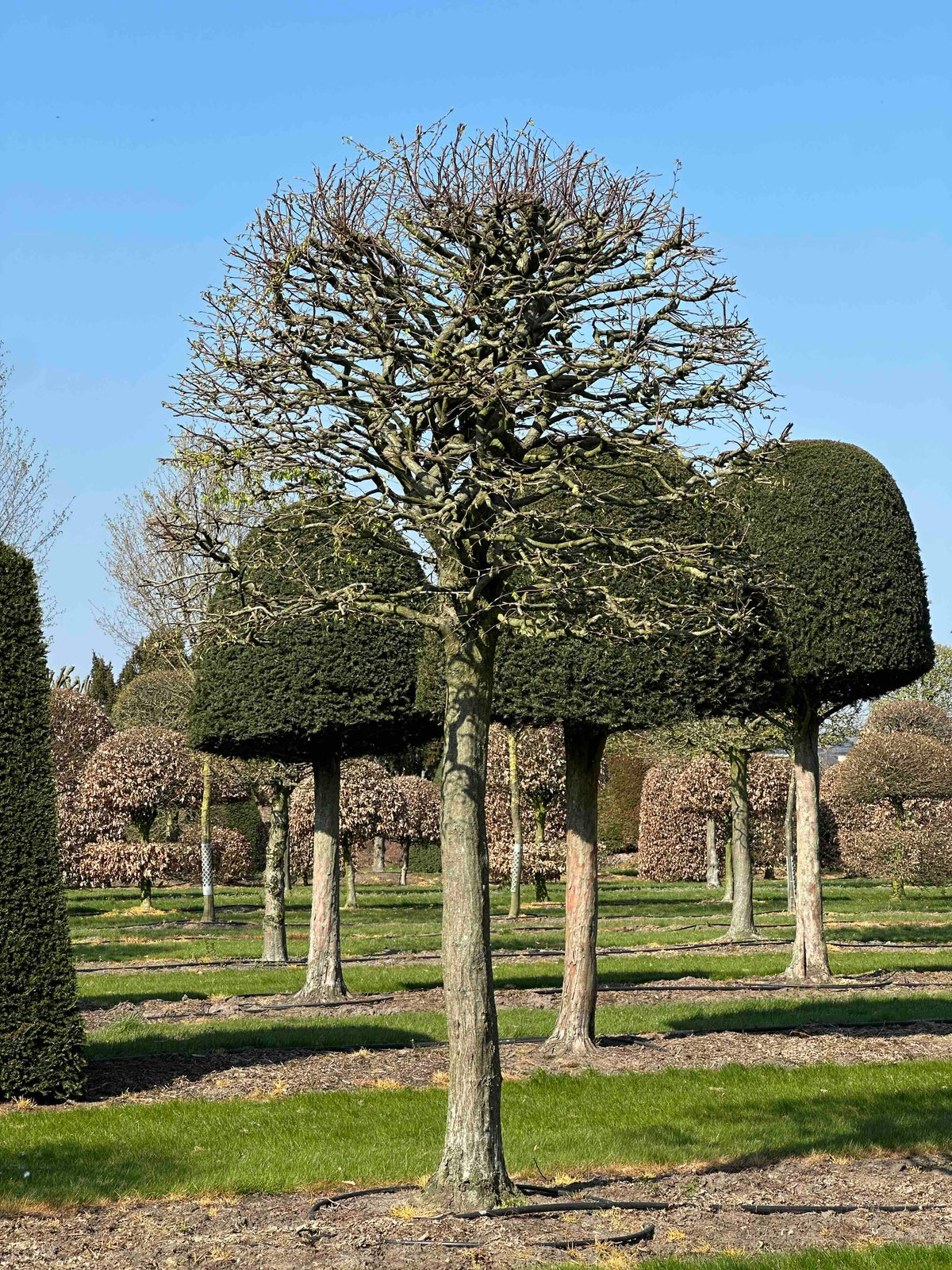 CB TOPIARY #123