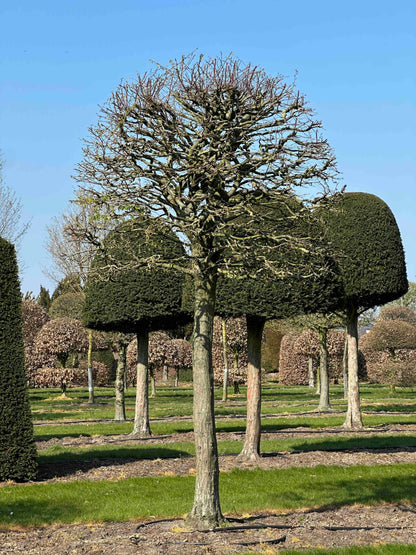 CB TOPIARY #123
