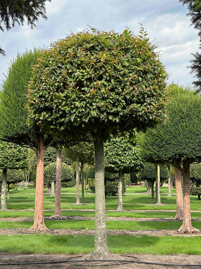 CB TOPIARY #126