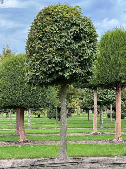 CB TOPIARY #127