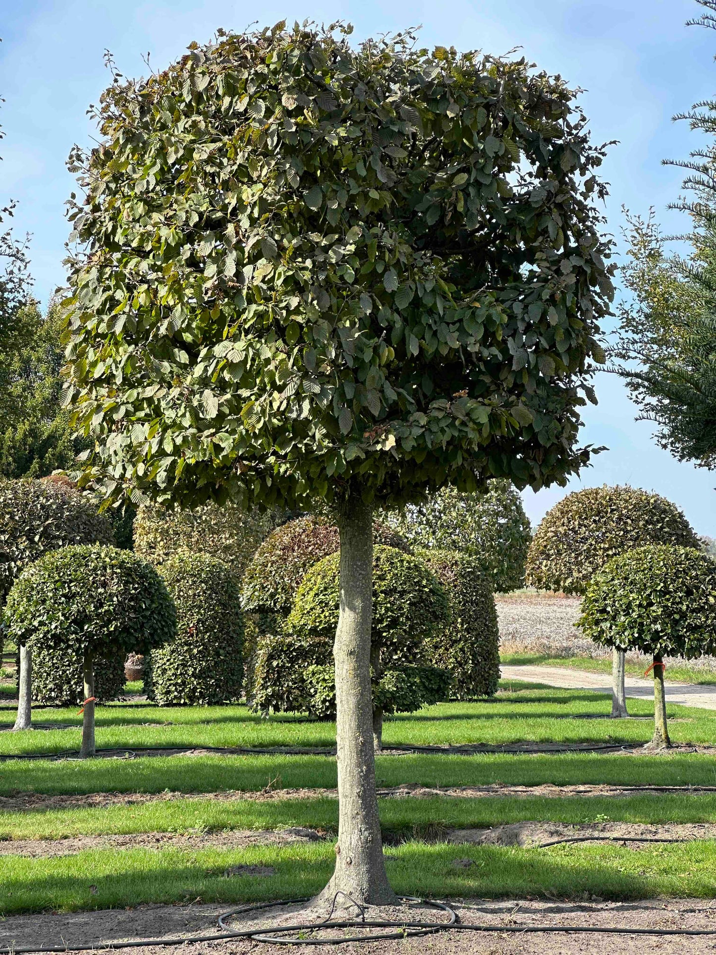 CB TOPIARY #129