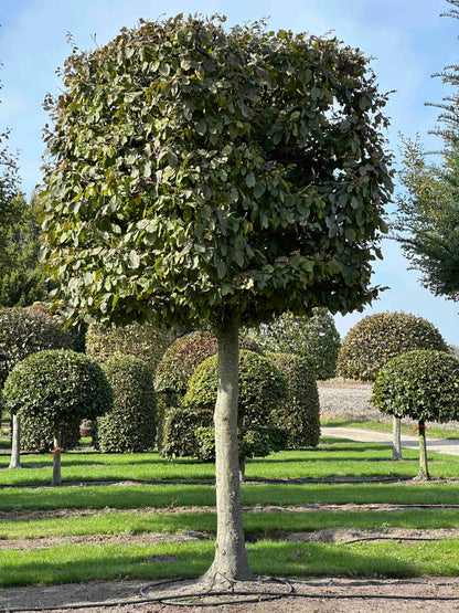 CB TOPIARY #129