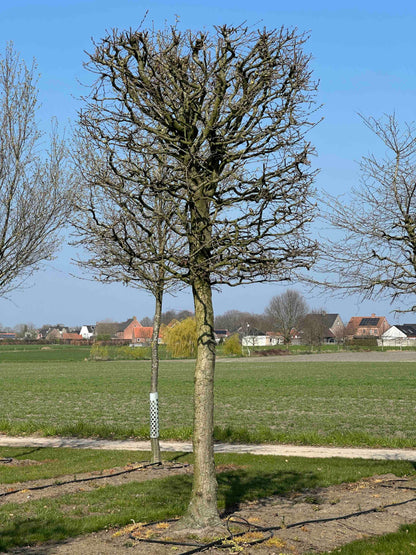 CB TOPIARY #129