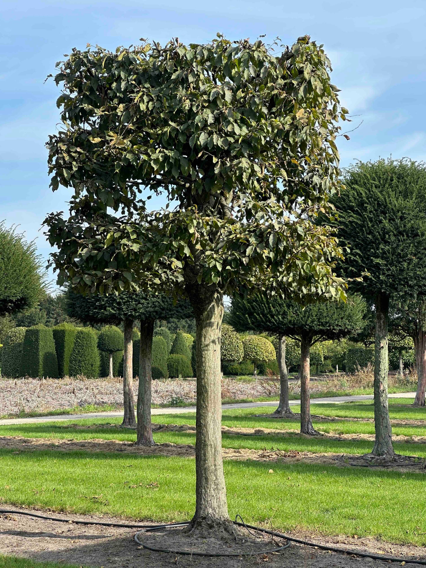 CB TOPIARY #130