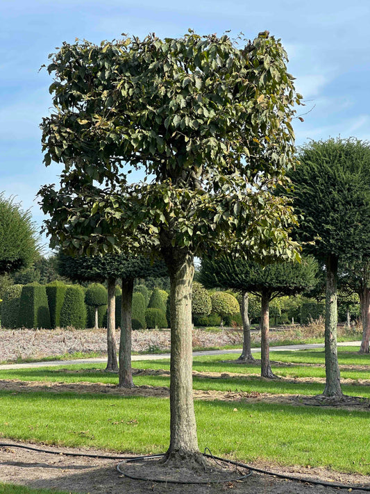 CB TOPIARY #130