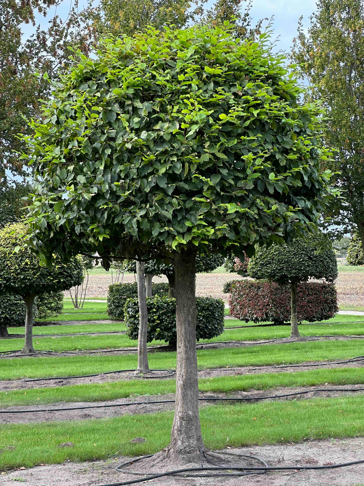 CB TOPIARY #131