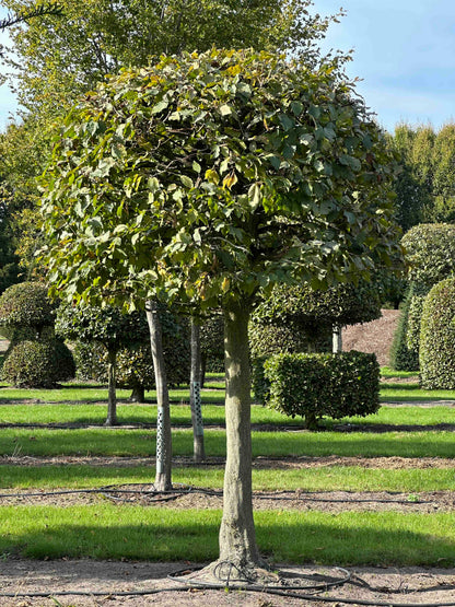CB TOPIARY #131