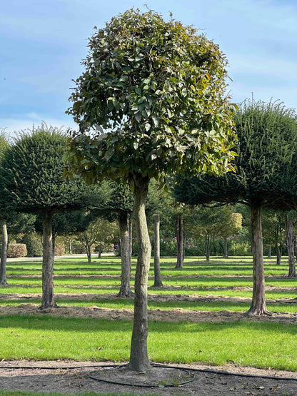 CB TOPIARY #132