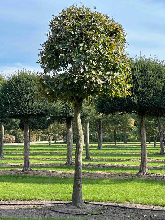 CB TOPIARY #132