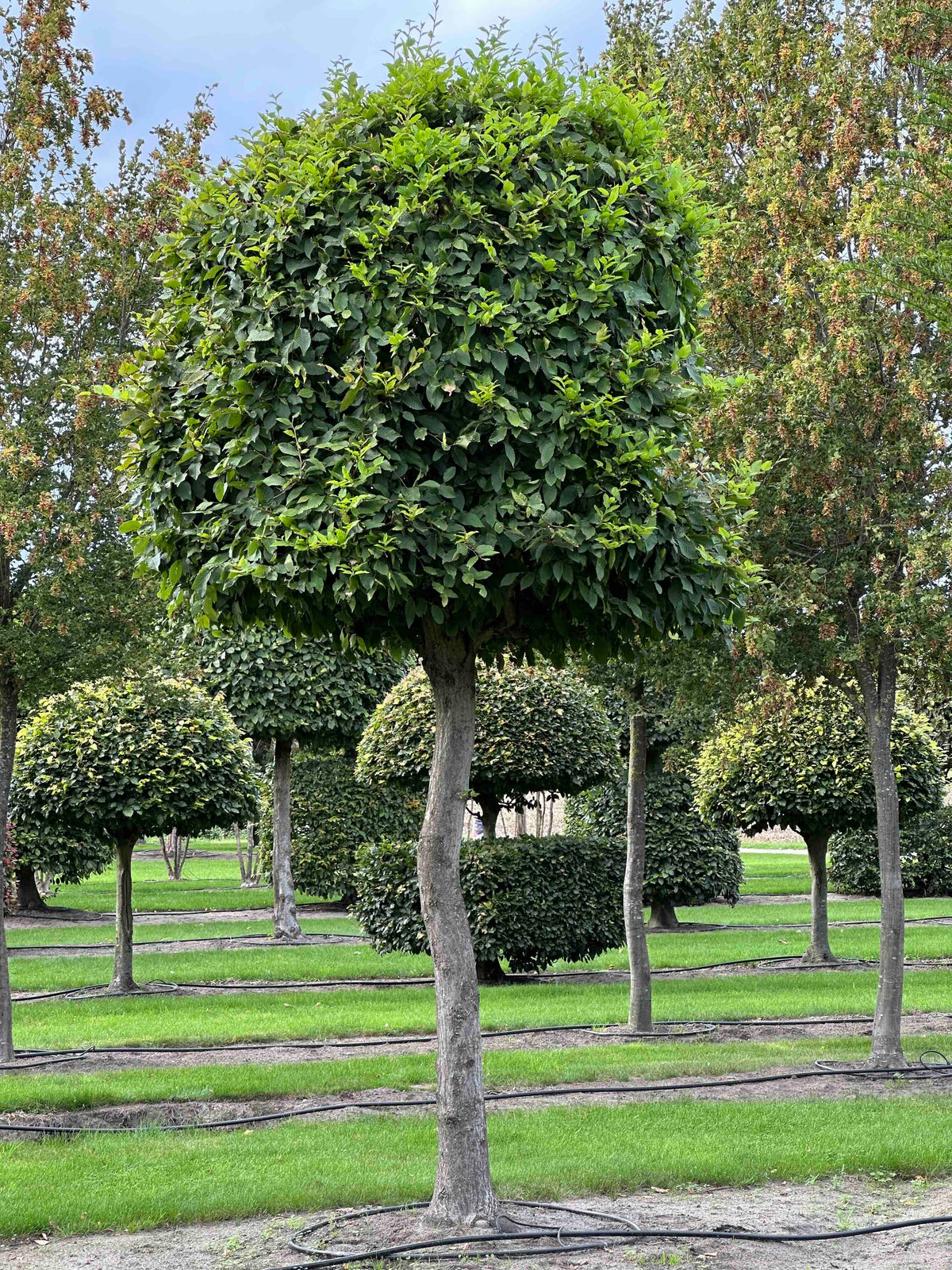 CB TOPIARY #132