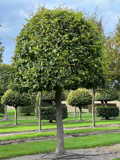 CB TOPIARY #133