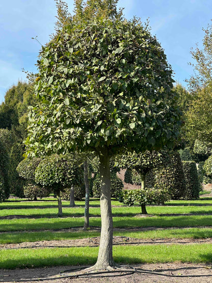 CB TOPIARY #133