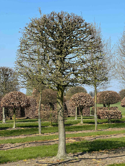 CB TOPIARY #133