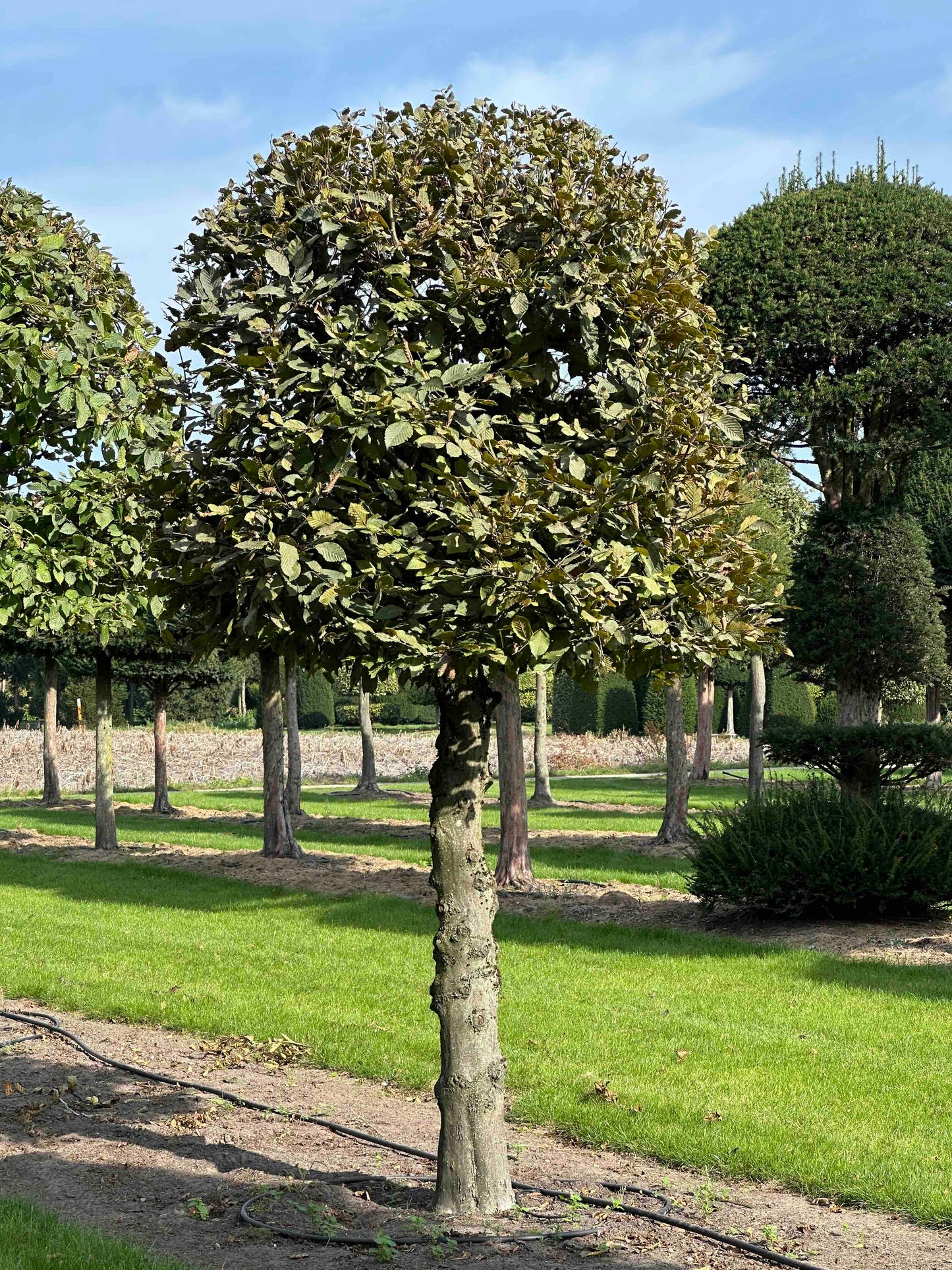 CB TOPIARY #134
