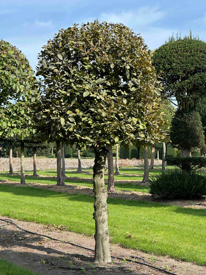 CB TOPIARY #134