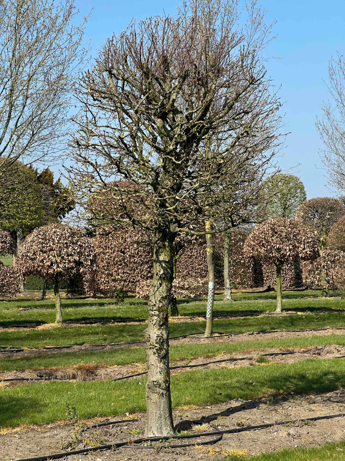 CB TOPIARY #134
