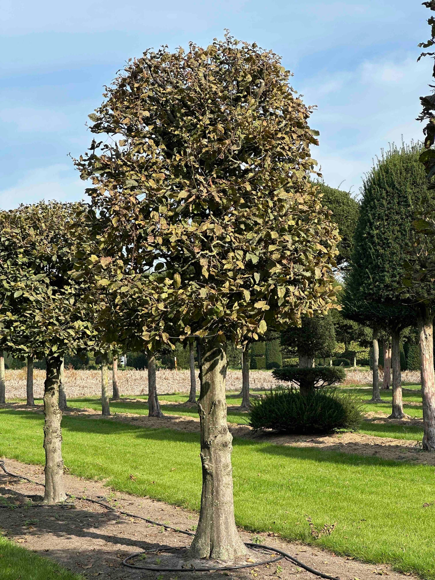 CB TOPIARY #135