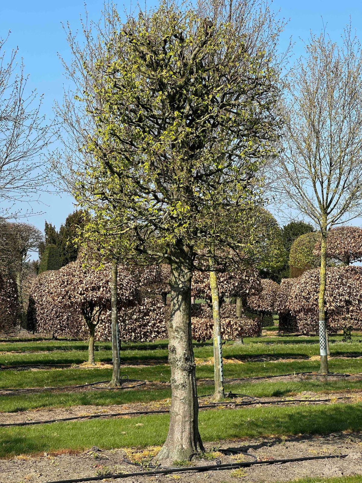 CB TOPIARY #135
