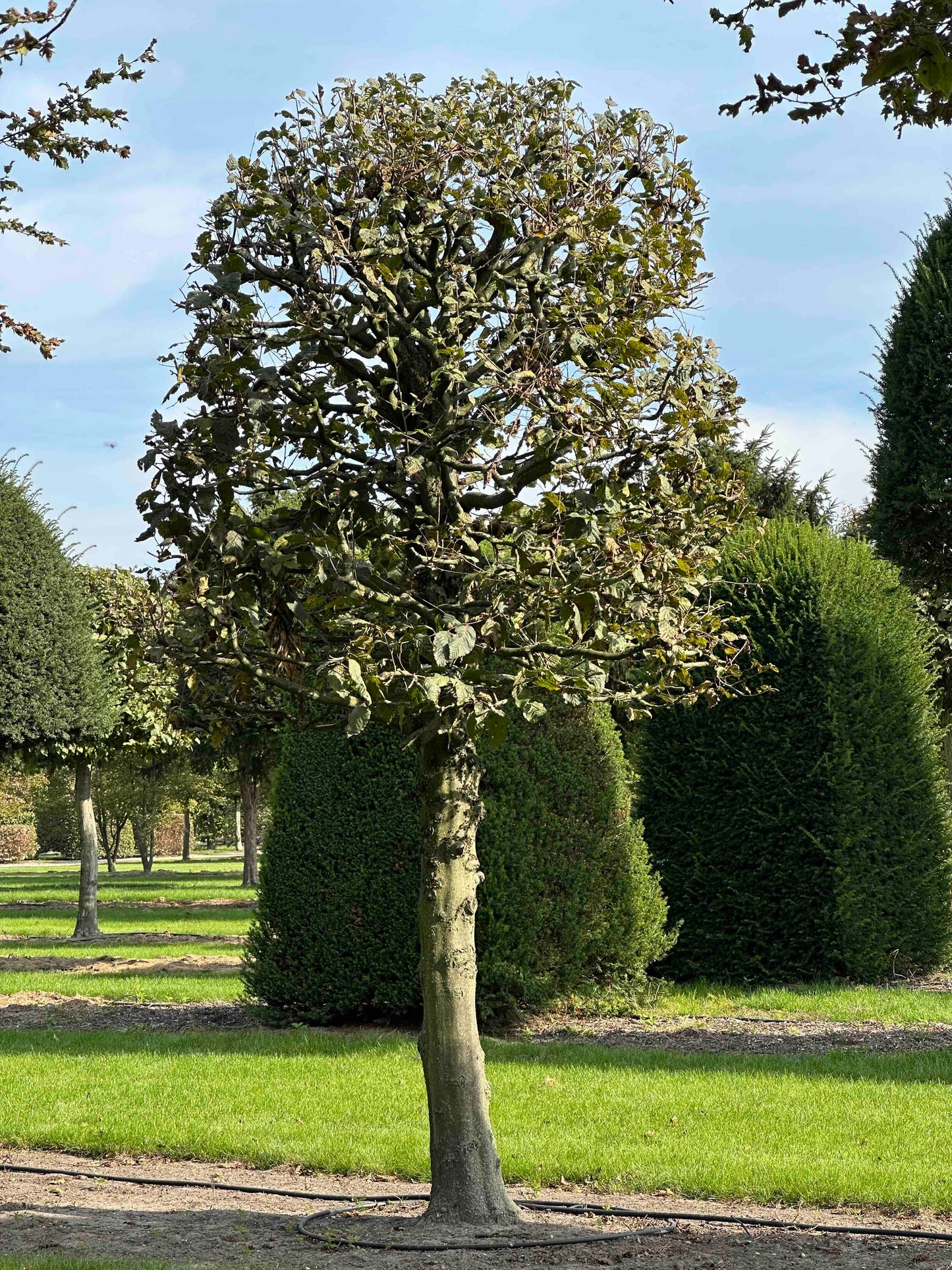 CB TOPIARY #136
