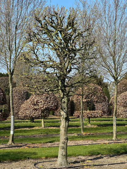 CB TOPIARY #136