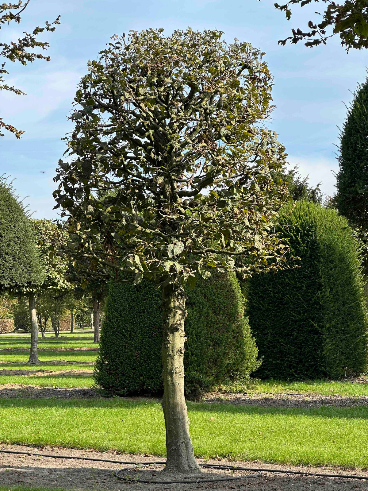 CB TOPIARY #136