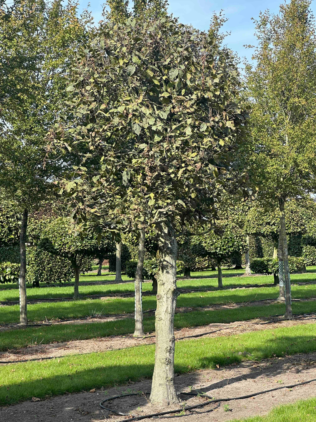 CB TOPIARY #136