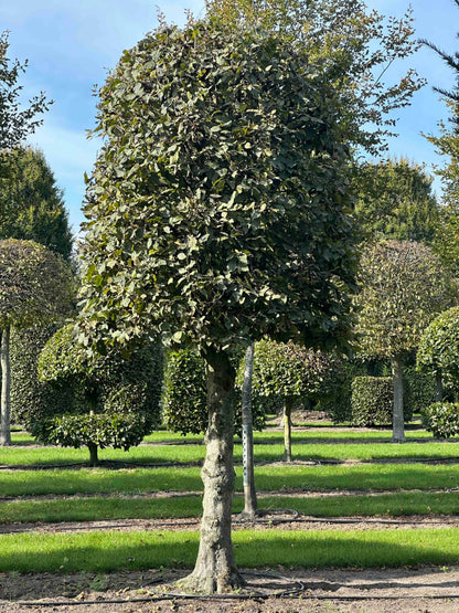 CB TOPIARY #137