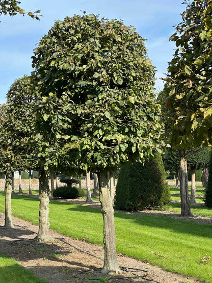 CB TOPIARY #138