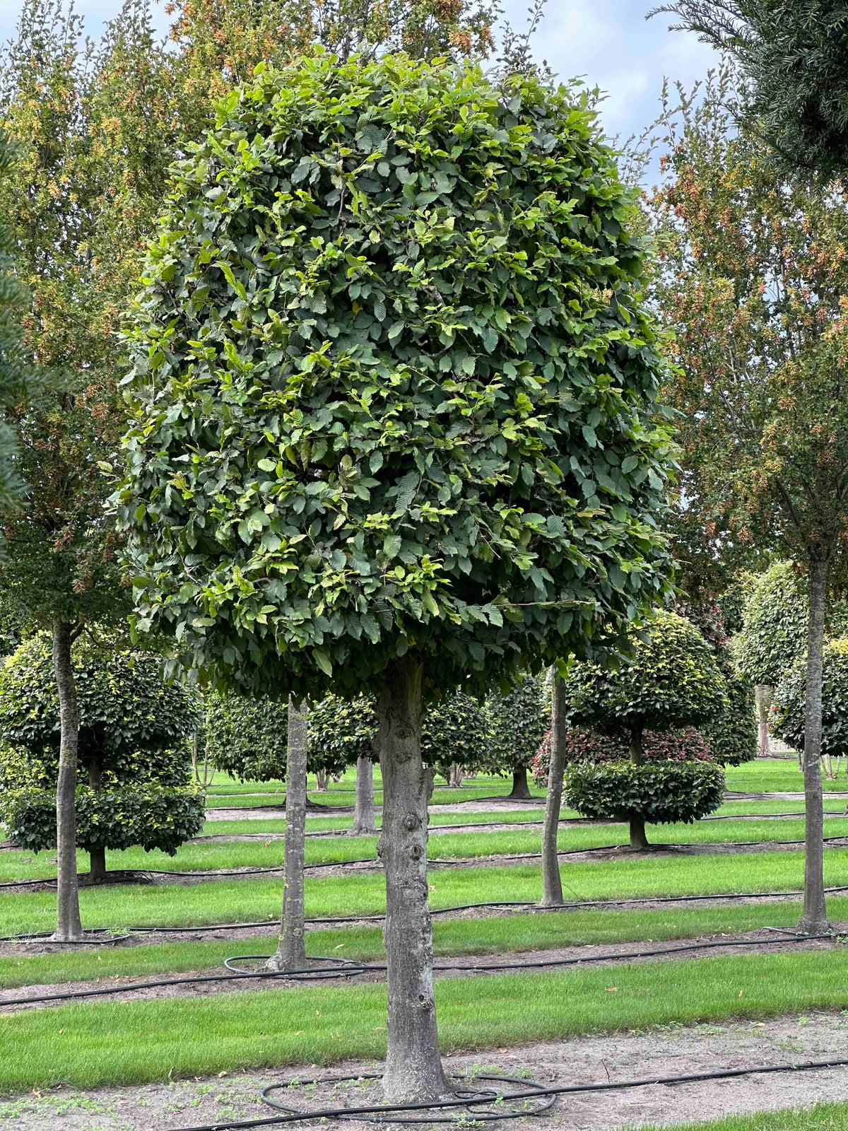 CB TOPIARY #138