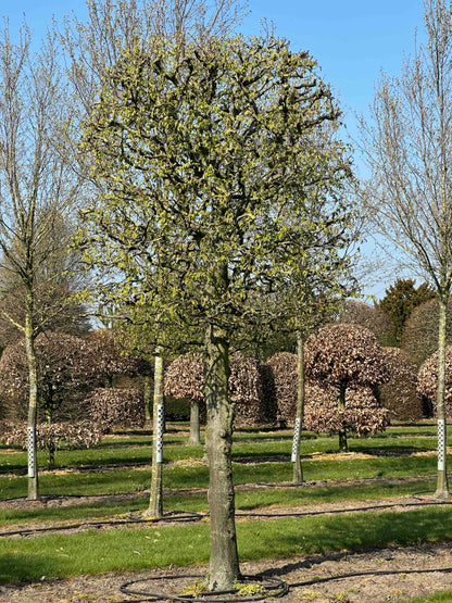 CB TOPIARY #138