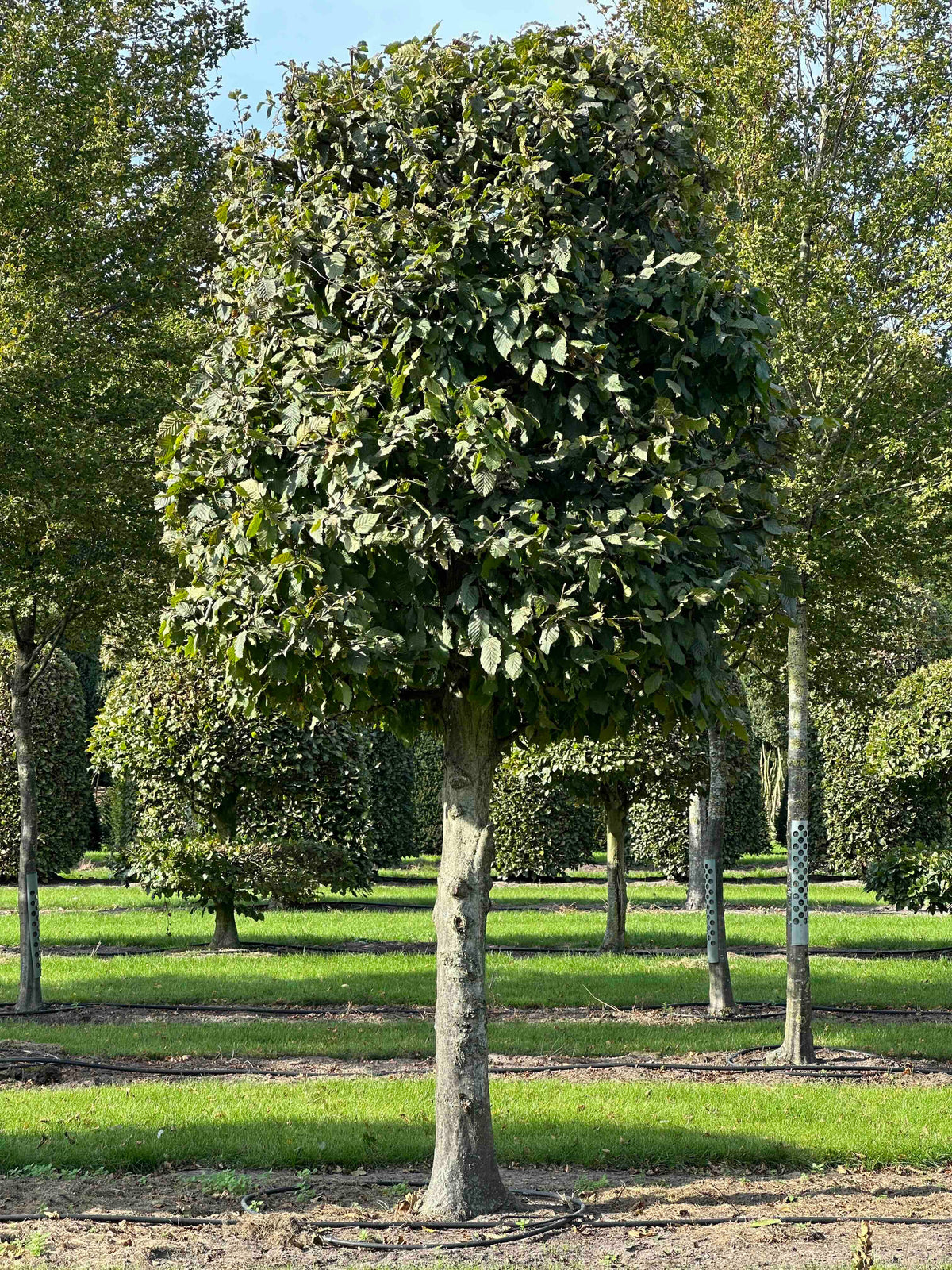 CB TOPIARY #138