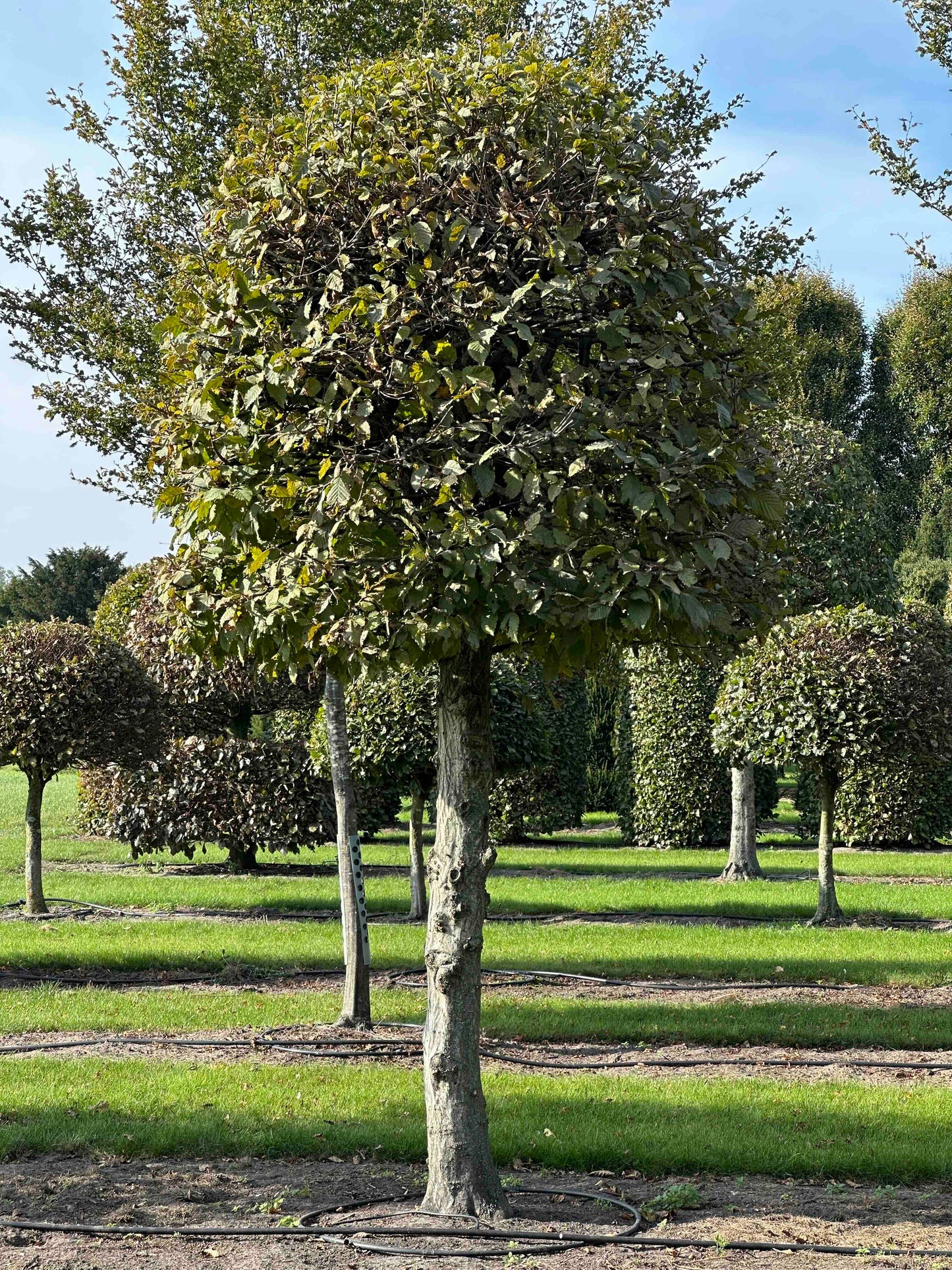 CB TOPIARY #139