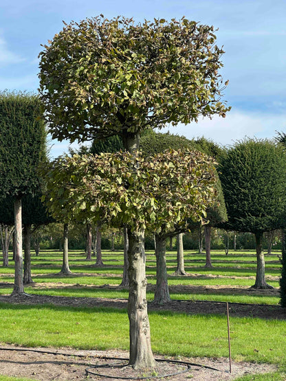 CB TOPIARY #140