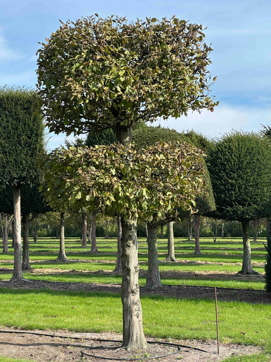 CB TOPIARY #140