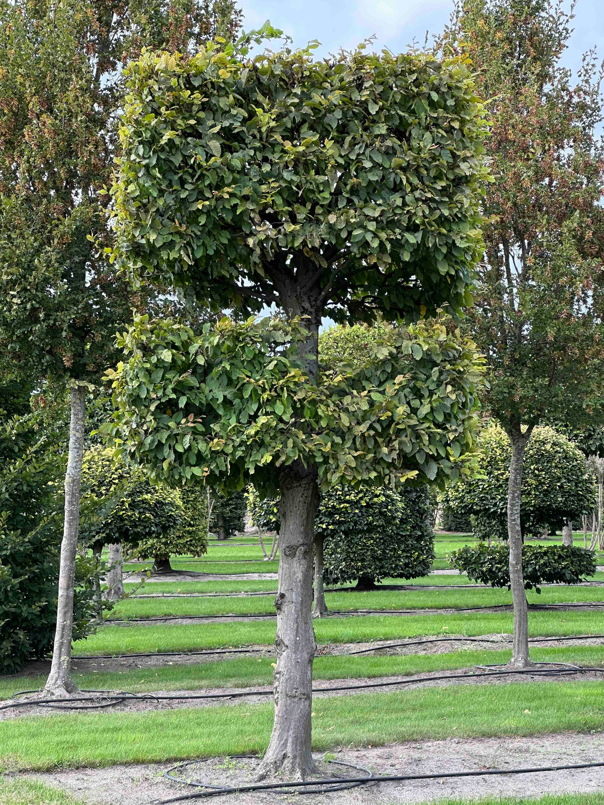 CB TOPIARY #140