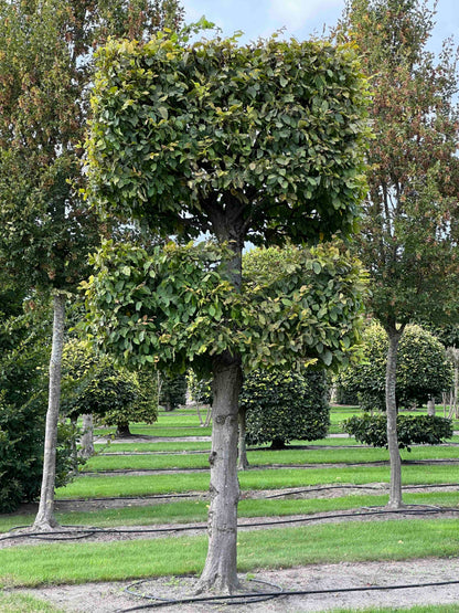 CB TOPIARY #140