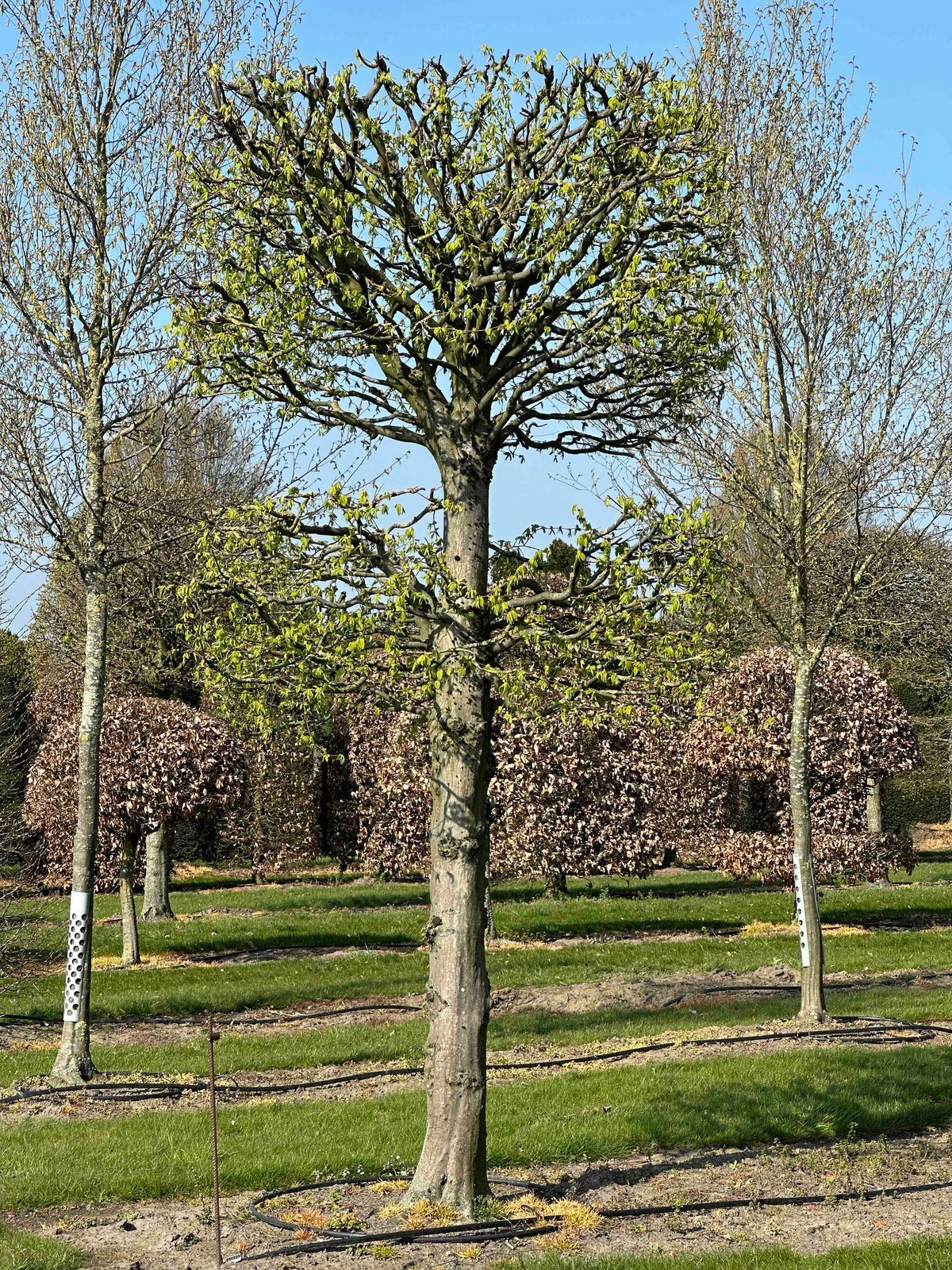 CB TOPIARY #140