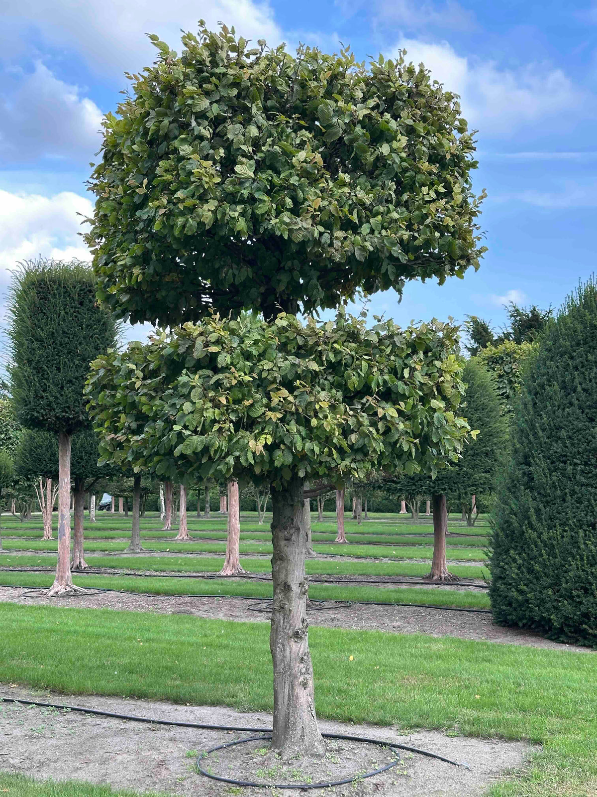 CB TOPIARY #140